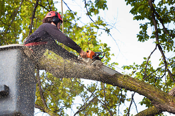 How Our Tree Care Process Works  in  Utica, MI